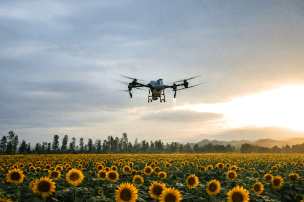 Dronovi Protiv Bolesti Suncokreta: Naučna Istraživanja i Primena u 2026