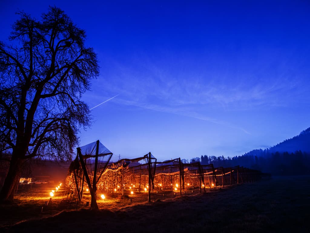 Kako zaštititi voćnjake od mraza: Klasične metode i inovativne metode u 2026