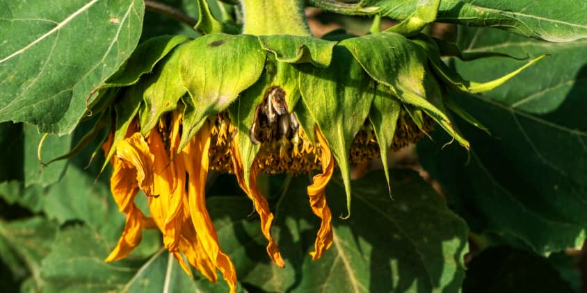 Botrytis cinerea (Siva plesan) na suncokretu jpg
